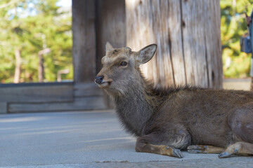 A deer relaxes in front of a temple in Nara Park