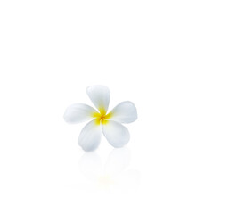 Plumeria, Plumeria, Tree in temple, Tree in cemetery, Close-up One white-yellow Plumeria flower on white background. With cutting path
