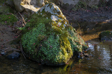 Large moss-covered stones in the creek.