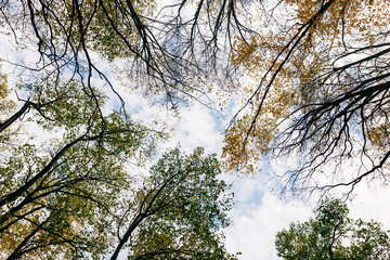 View of a beautiful autumn leaves on the trees in the forest