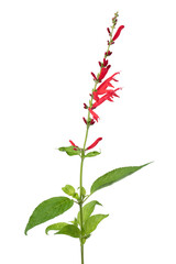 Fresh red flowering Salvia elegans on white background