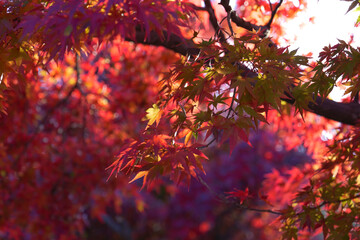 Autumn, autumn leaves glistening in the evening light