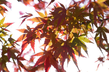 Autumn, autumn leaves glistening in the evening light