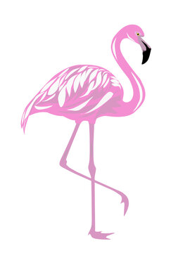 Pink flamingo. Exotic tropical bird. Zoo animal collection. Cute cartoon character. Decoration element. Flat design. White background. Isolated