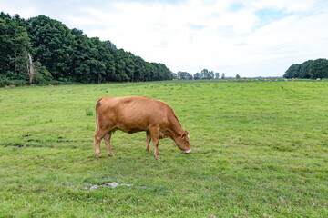 cows grazing at the green fresh meadow in Usedom