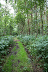 scenic wild forest at the baltic sea in Usedom