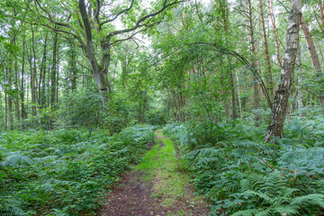 Fototapeta premium scenic wild forest at the baltic sea in Usedom