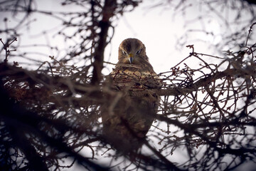 Common buzzard looking menacingly with dramatic background