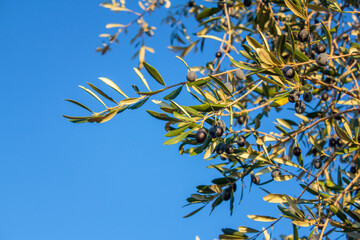 Olive trees and branches at sunset, Southern Italy, autumn