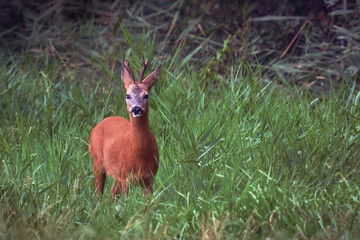Roe deer standing in the middle of the woods with low green vegetation. Space for text with copy space