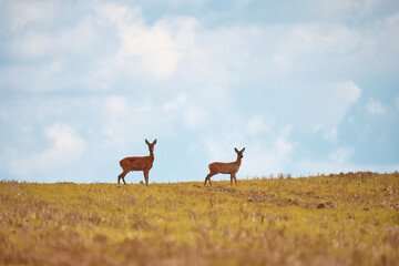 Naklejka na ściany i meble Two wild roe deer, capreolus capreolus, doe and fawn standing close together on a meadow.