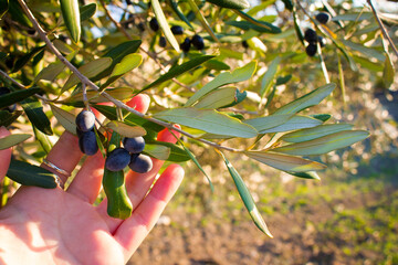 Olive trees and branches at sunset, Southern Italy, autumn