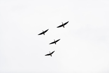 Four geese flying in a formation with a white sky in the background