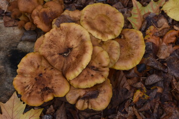 mushrooms in the forest