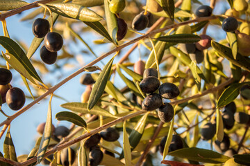 Olive trees and branches at sunset, Southern Italy, autumn