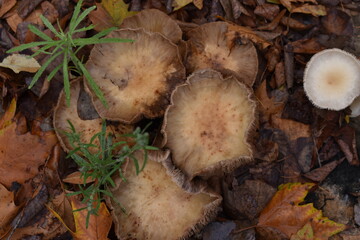 mushrooms in the forest