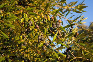 Olive trees and branches at sunset, Southern Italy, autumn