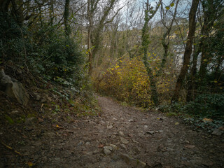 Fototapeta premium Autumn leaves falling from the trees along the Gower Coastal Path near Caswell Bay in Wales. A small woodland along the coast.