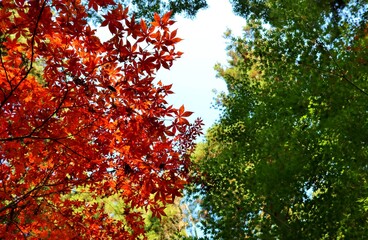 秋の彩り　紅葉　風景　きれい