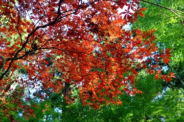 秋の彩り　赤と緑　カラフル　風景