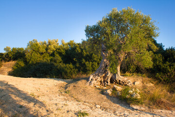 Century-old olive trees in Apulia at sunset, Italy