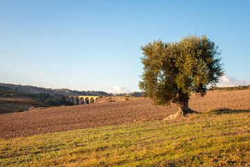 Fototapeta premium Century-old olive trees in Apulia at sunset, Italy