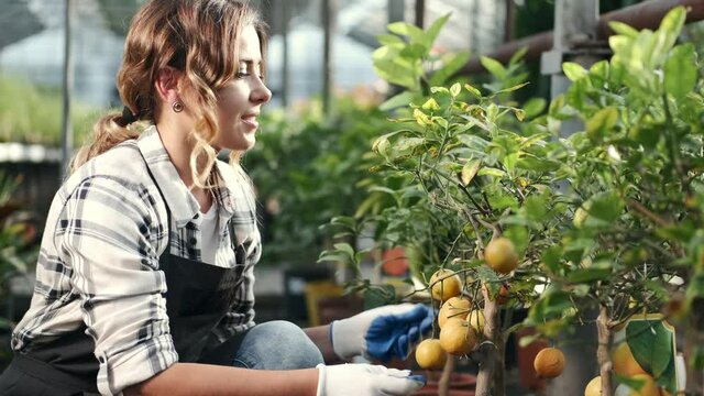 Cultivating. Exotic plants. The female worker is checking the mandarin plant. The woman is wearing a uniform and gloves.