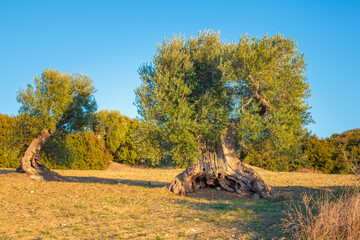 Century-old olive trees in Apulia at sunset, Italy