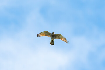サシバ雄成鳥飛翔(Grey-faced buzzard)