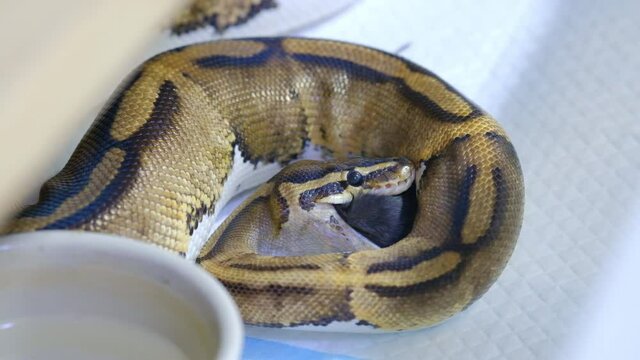 Snake eating a mouse, ball python eats a mouse, rat snake that subdues its prey by constriction. close up feeding. (Exotic Pet)
