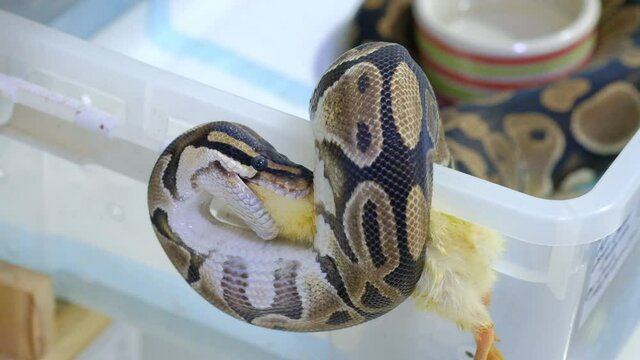 Snake eating a mouse, ball python eats a mouse, rat snake that subdues its prey by constriction. close up feeding. (Exotic Pet)