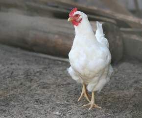 Poultry White chicken on farm, outdoor shooting