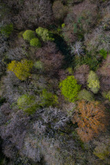 Springtime, Tarrueza, Laredo, Montaña Oriental Costera, Cantabria, Spain, Europe