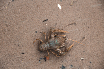 Big crayfish crawling on the sand