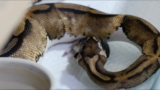 Snake eating a mouse, ball python eats a mouse, rat snake that subdues its prey by constriction. close up feeding. (Exotic Pet)