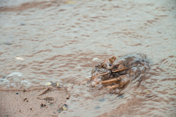 A large crayfish crawling on the sand from the water