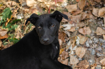 Cute black mix breed puppy. Spaniel mix dog in autumn