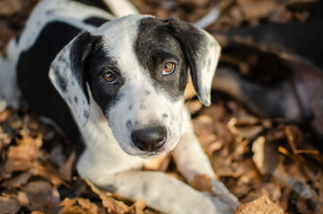 Cute black and white mix breed puppy. Spaniel mix dog in autumn