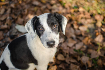 Cute black and white mix breed puppy. Spaniel mix dog in autumn