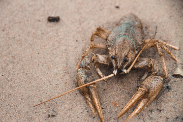 Big crayfish crawling on the sand