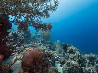 Seascape in shallow water of coral reef in Caribbean Sea / Curacao with fish, coral and sponge