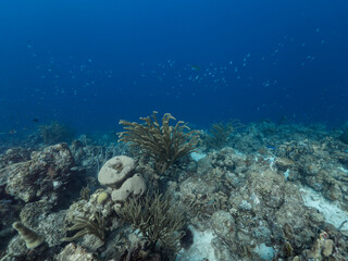 Seascape in shallow water of coral reef in Caribbean Sea / Curacao with fish, coral and sponge