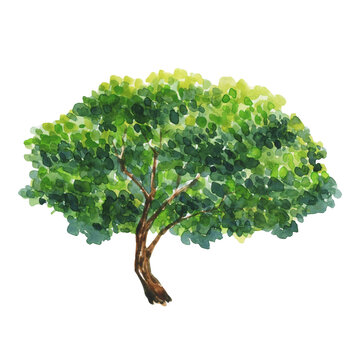 Watercolor illustration with trees