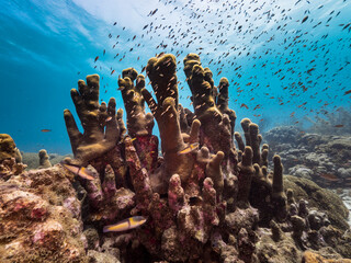 Seascape in shallow water of coral reef in Caribbean Sea / Curacao with fish, Pillar Coral and...