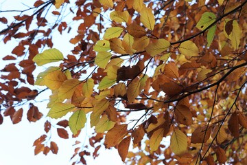 Autumn Leaves Branch Close Up 