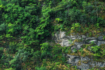 
mountainside, covered with vegetation and rocks
