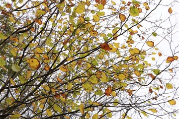 Golden Autumn Leaves Against a White Sky