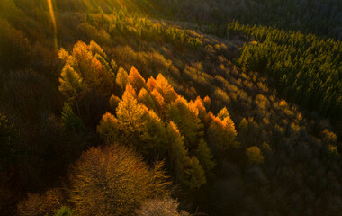 Autumn forests trees textures with amazing shades and fall colors great for backgrounds