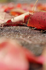 autumn red leaves on the road