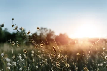 Fotobehang Slaapkamer Abstract warm landschap van droge wilde bloemen en grasweide op warme gouden uur zonsondergang of zonsopgang. Rustige herfst herfst natuur veld achtergrond. Zacht gouden uurzonlicht op het platteland  © K-FK